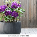 深度解读半岛娱乐平台背后的行业趋势与玩家体验 76tig3ot