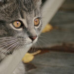 NBA188比分直播:实时更新最新赛况与精彩对决 rqlls12btz